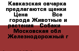 Кавказская овчарка -предлагаются щенки › Цена ­ 20 000 - Все города Животные и растения » Собаки   . Московская обл.,Железнодорожный г.